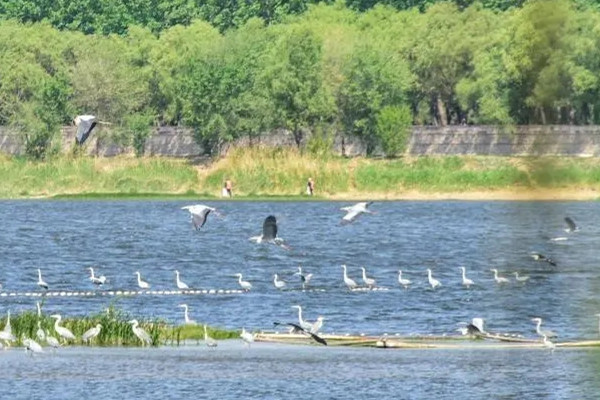 北京：“觀鳥勝地”沙河濕地公園主體建設年底完工