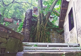 重慶：生態重塑讓古村落記憶再現