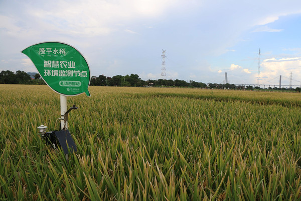 隆平試驗(yàn)田，一座“美麗水稻公園”